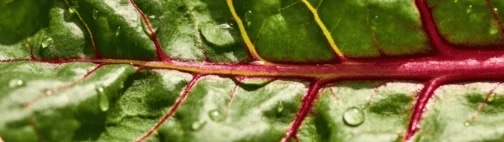 Fresh organic leaf