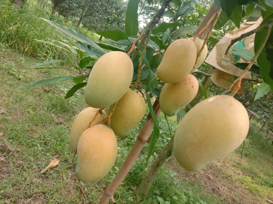 Bagging Amrapali Mango