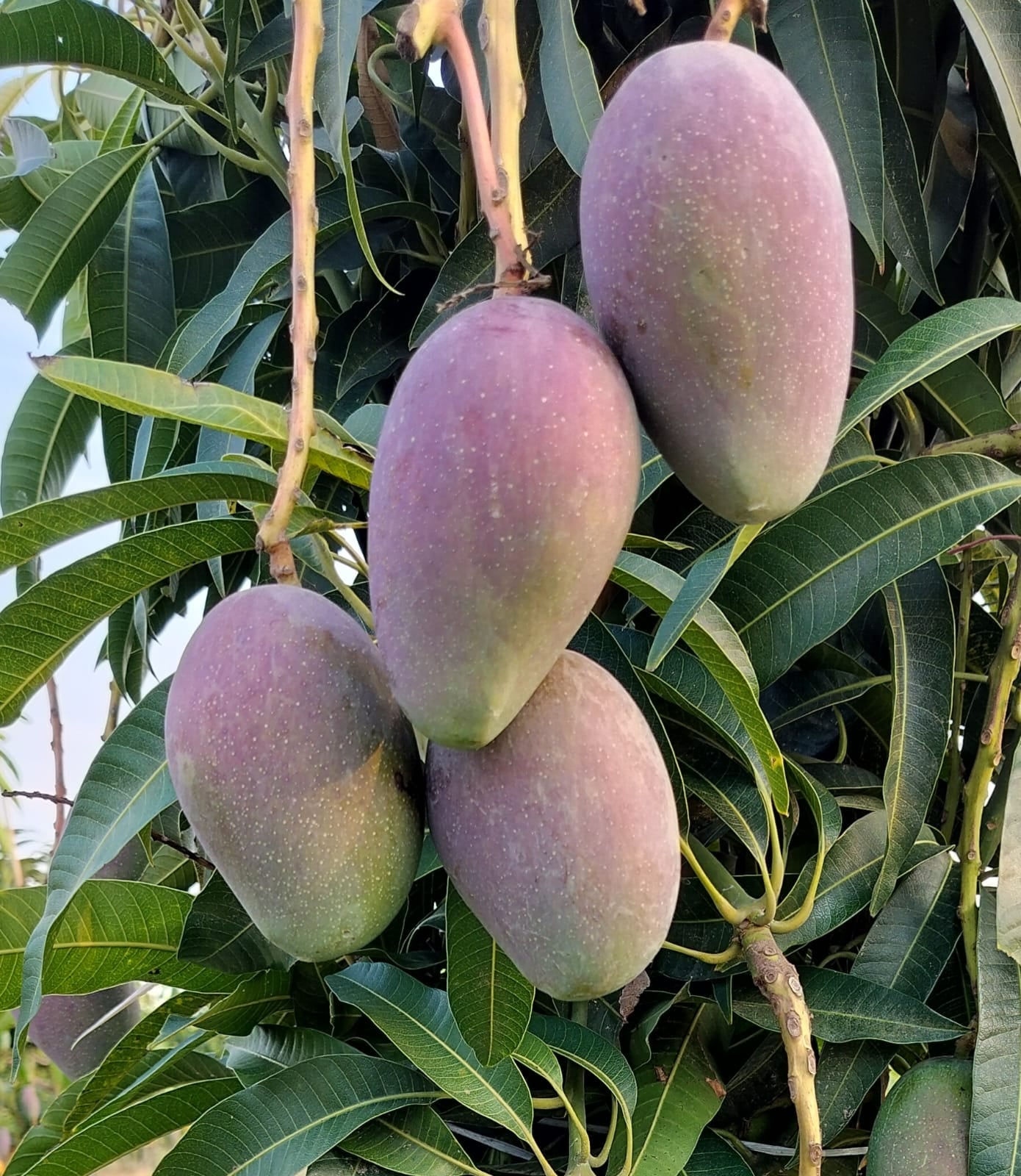 Miyazacki Mango